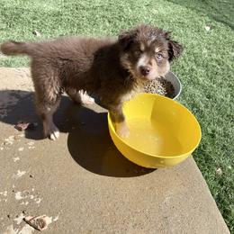 Miniature Australian Shepherd Puppies from Elevation Kennels
