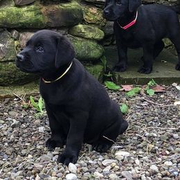Labrador Retriever Puppies from Humehill Labrador Retrievers