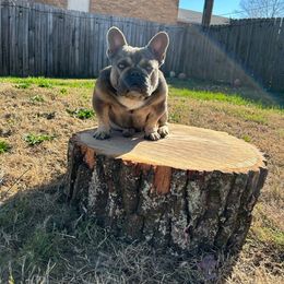 Goku - French Bulldog