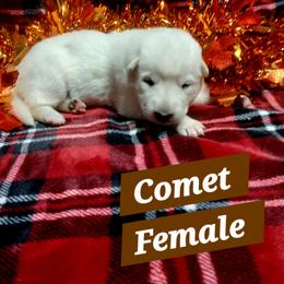 Comet (Brown) - White female German Shepherd puppy in Bedias, Texas from TiPi S Ranch's German Shepherds