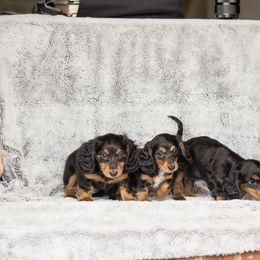 Dachshund Puppies from Delightful Doxies