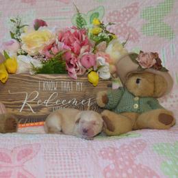 Orange - Golden female Golden Retriever puppy in Webster City, Iowa from Whispering Pines Precious Puppies