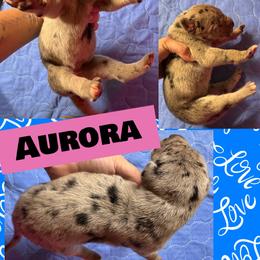 AURORA - Merle female Great Dane puppy in Wellsville, New York from Prophecy Danes