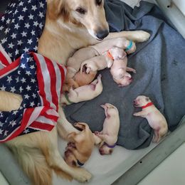Golden Retriever Puppies from Lakeside Goldens