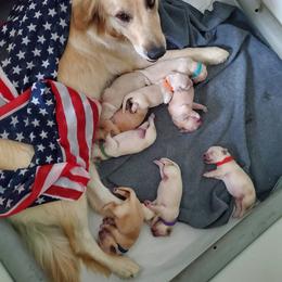 Golden Retriever Puppies from Lakeside Goldens