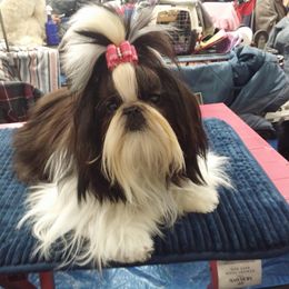Journey - Shih Tzu