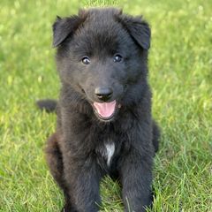 Belgian Sheepdog Puppies from Isengard