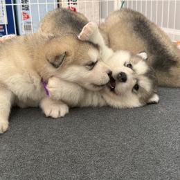 Alaskan Malamute Puppies from Alpenglow Alaskan Malamutes