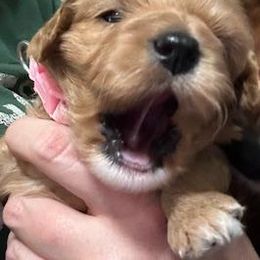 Independence Girl (light pink) - Brown female Cavapoo puppy in Modesto, California from Molly n Friends
