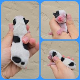 Blk spotted - Black and white male Chihuahua puppy in Vineland, New Jersey from Royal Companion's