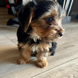 Sammy - Black and gold male Yorkshire Terrier puppy in Surprise, Arizona from Blooming Beauties 🌼