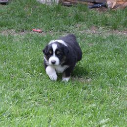 Australian Shepherd Puppies from Glacier Aussies