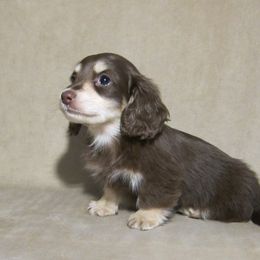 Dachshund Puppies from Doxie Waggin Tails