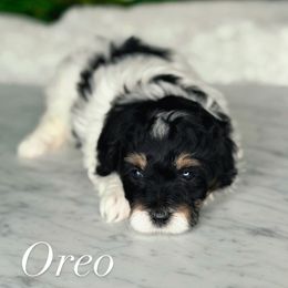 Oreo - Tri-color male Bernedoodle puppy in West Jordan, Utah from Doodles Friend