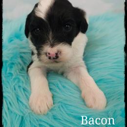 Bacon - Black and white female Sheepadoodle puppy in Farley, Iowa from Iowa's Doodle Co.