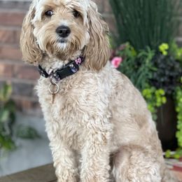 Goldendoodles from Nanas-Doodles