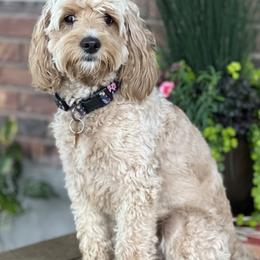 Goldendoodles from Nanas-Doodles