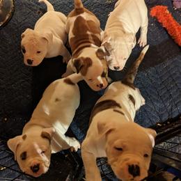 American Bulldog Puppies from Ugly Kluck Farm