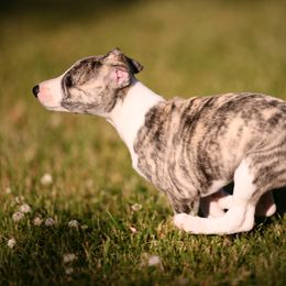 Whippet Puppies from Winstar Whippets
