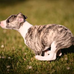Whippet Puppies from Winstar Whippets