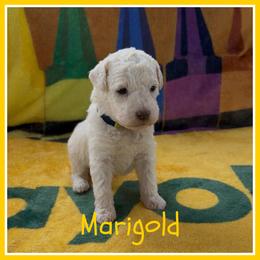 Marigold - Off-white female Lagotto Romagnolo puppy in Monticello, Wisconsin from Shooting Star Water Dogs