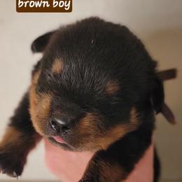 Brown boy - Black and mahogany male Rottweiler puppy in Custer County, Oklahoma from Rough Creek Kennels