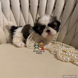 Birdi - Tricolor female Shih Tzu puppy in Walkertown, North Carolina from Lil’ Bit’s Shih Tzu