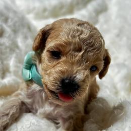 Poodle and Shih Tzu Puppies from Amarilys ShihTzus & Poodles