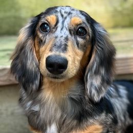Nova - Dachshund