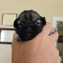 Patch - Silver sable male Tibetan Spaniel puppy in Billings, Montana from Embershine Tibetan Spaniels
