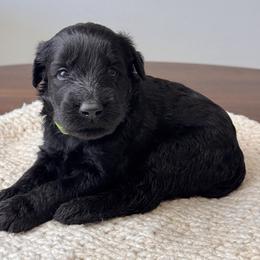Boy 4 - Green Collar - Black male Giant Schnauzer puppy in St George, Utah from Schnauzer Ranch