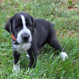 Rollo - Blue male Mountain Cur puppy in Moundsville, West Virginia from Mountaineer Mountain Curs