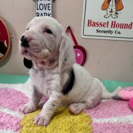 Pip - Black brown and white female Basset Hound puppy in Pilot Mtn, North Carolina from Lowdown Love Basset Hounds