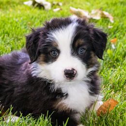 Miniature American Shepherd and Miniature Australian Shepherd Puppies from Bellewynd Acres