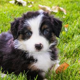 Miniature American Shepherd and Miniature Australian Shepherd Puppies from Bellewynd Acres