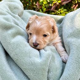 Ziggy - Apricot male Maltipoo puppy in Oklahoma City, Oklahoma from Red Okie Poos