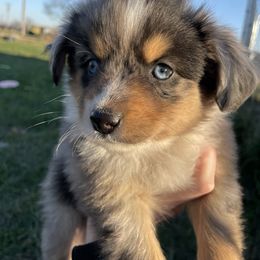 Miniature Australian Shepherd Puppies from Fuller Aussies