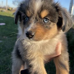 Miniature Australian Shepherd Puppies from Fuller Aussies