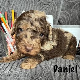 Daniel - Chocolate merle male Bernedoodle puppy in Spring Valley, Wisconsin from Filipiak Breeders