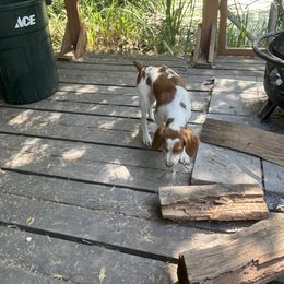 Boy 3 - male Brittany puppy in Carson, Washington from Wind Mountain Kennels