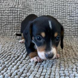 Beauty - Black and tan female Dachshund puppy in Norman, Oklahoma from Mother of Dachshunds