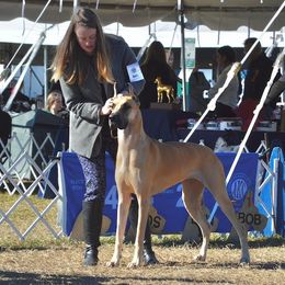 Bedlington Terrier and Great Dane All Grown Up from Cloud9 Bedlingtons and Argos Danes