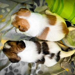 German Shorthaired Pointer and Russell Terrier Puppies from Charnobragan Acres