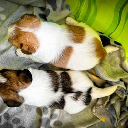 German Shorthaired Pointer and Russell Terrier Puppies from Charnobragan Acres
