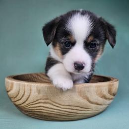 Poppy - Black and tan female American Corgi puppy in Taylorsville, North Carolina from America's Red White and Bluie Corgis