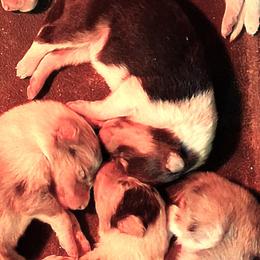 Collie puppies from Red Canyon