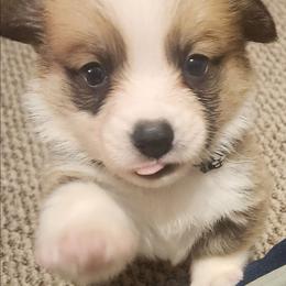 Black Thumb's Final Hand - Red male Pembroke Welsh Corgi puppy in Easley, South Carolina from Rachael Singletary