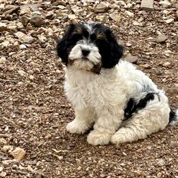 Izzy - Tri-color Cavapoo puppy in Tahlequah, Oklahoma from Love Some Dogs Dachshunds & Cavalier King Charles Spaniels,Cavapoos