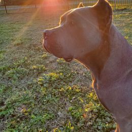 Cane Corso Puppies from True Love Cane Corso