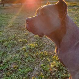 Cane Corso Puppies from True Love Cane Corso